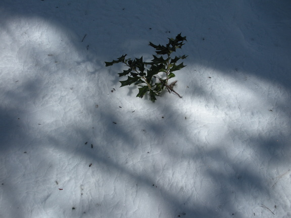 more bird footprints with a holly